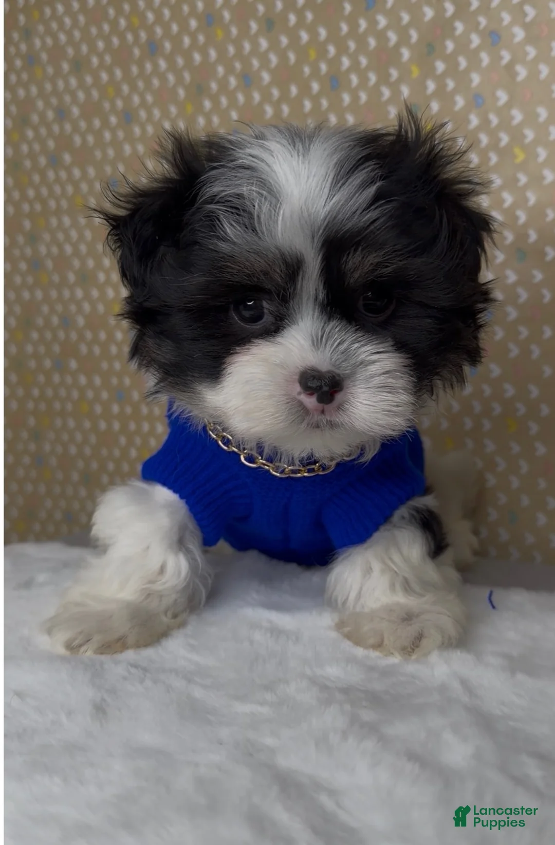 Malshi dogs for sale: Zorro - Ad 9