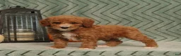 Miniature Poodle dogs for sale: Gracie - Ad 5