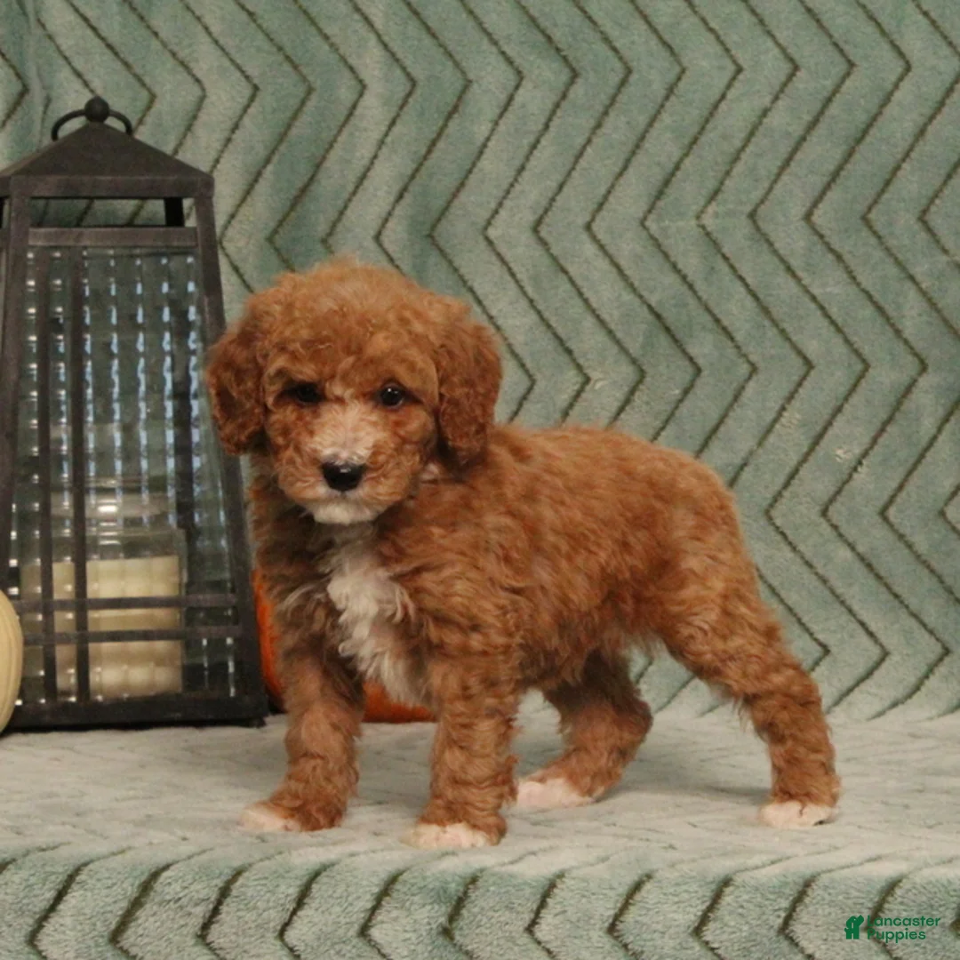 Miniature Poodle dogs for sale: Gracie - Ad 5