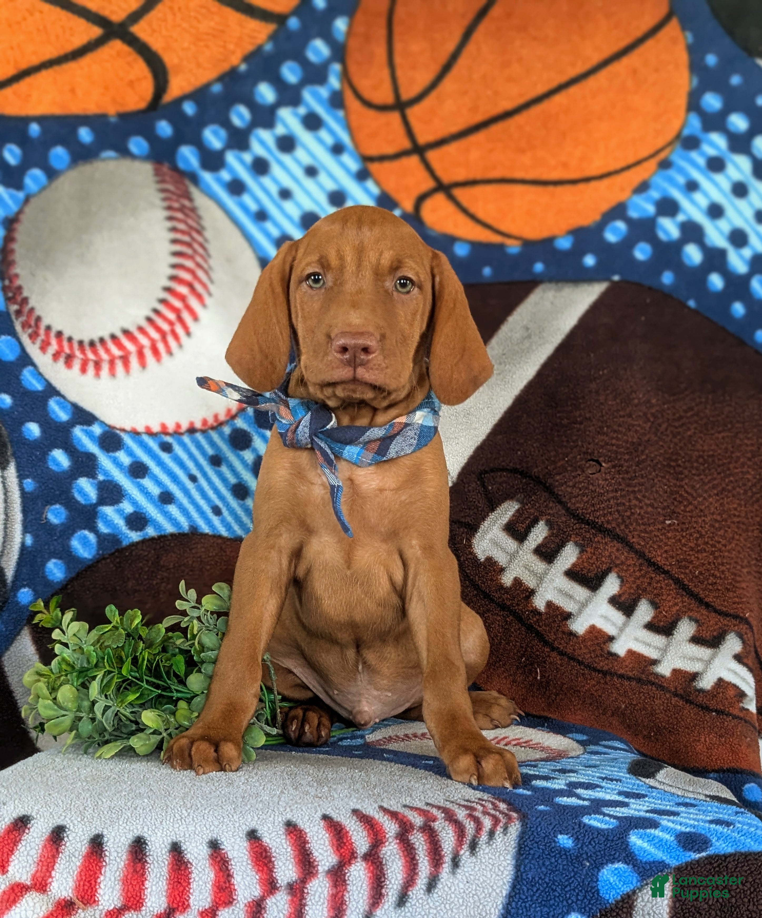 Vizsla dogs Tyson - Ad 1