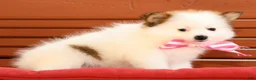 Pomeranian dogs for sale: Sadie - Ad 5