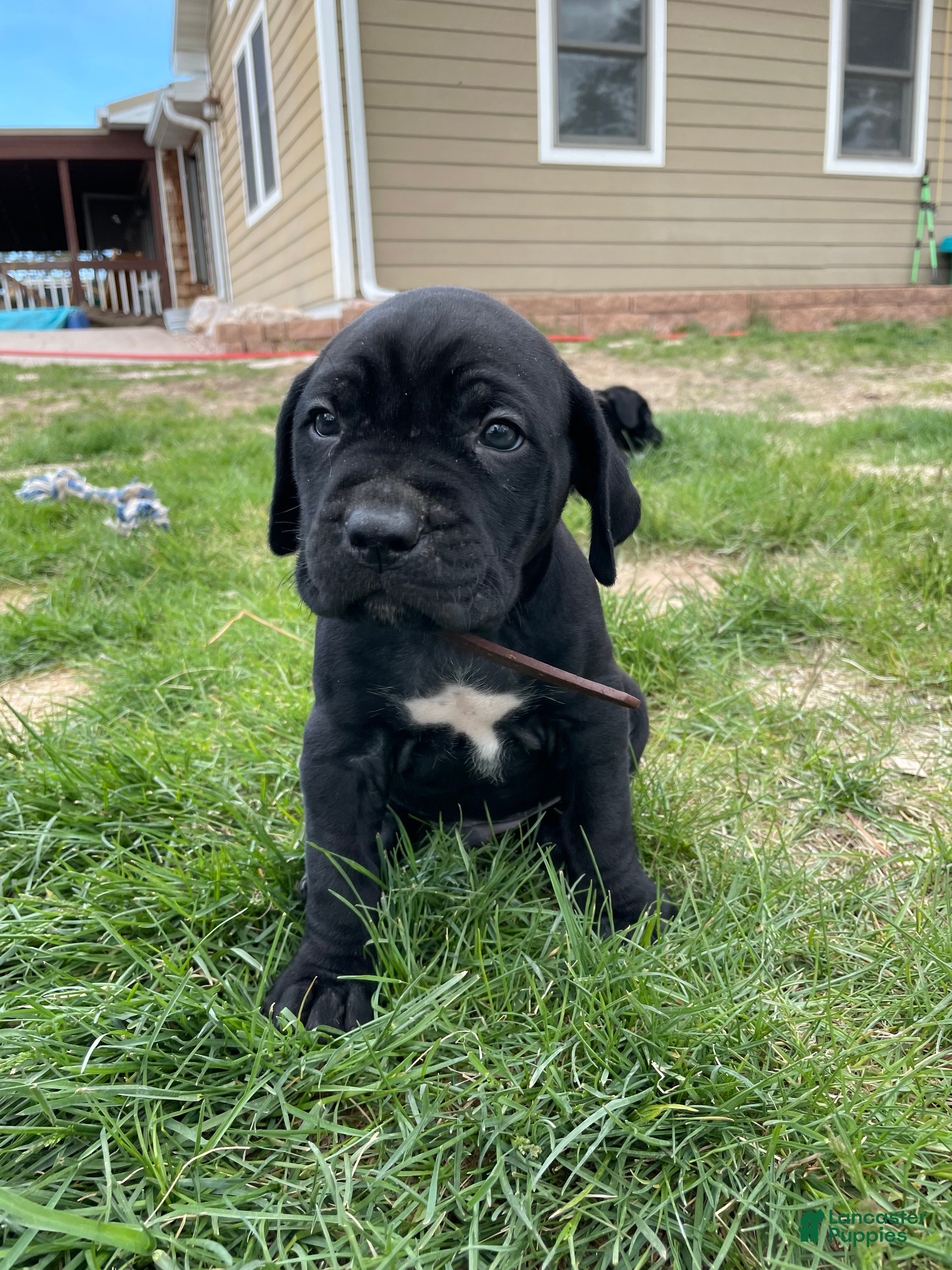 Cane Corso dogs Cane Corso Puppy 8 - Ad 1