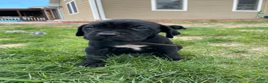 Cane Corso Puppy 8