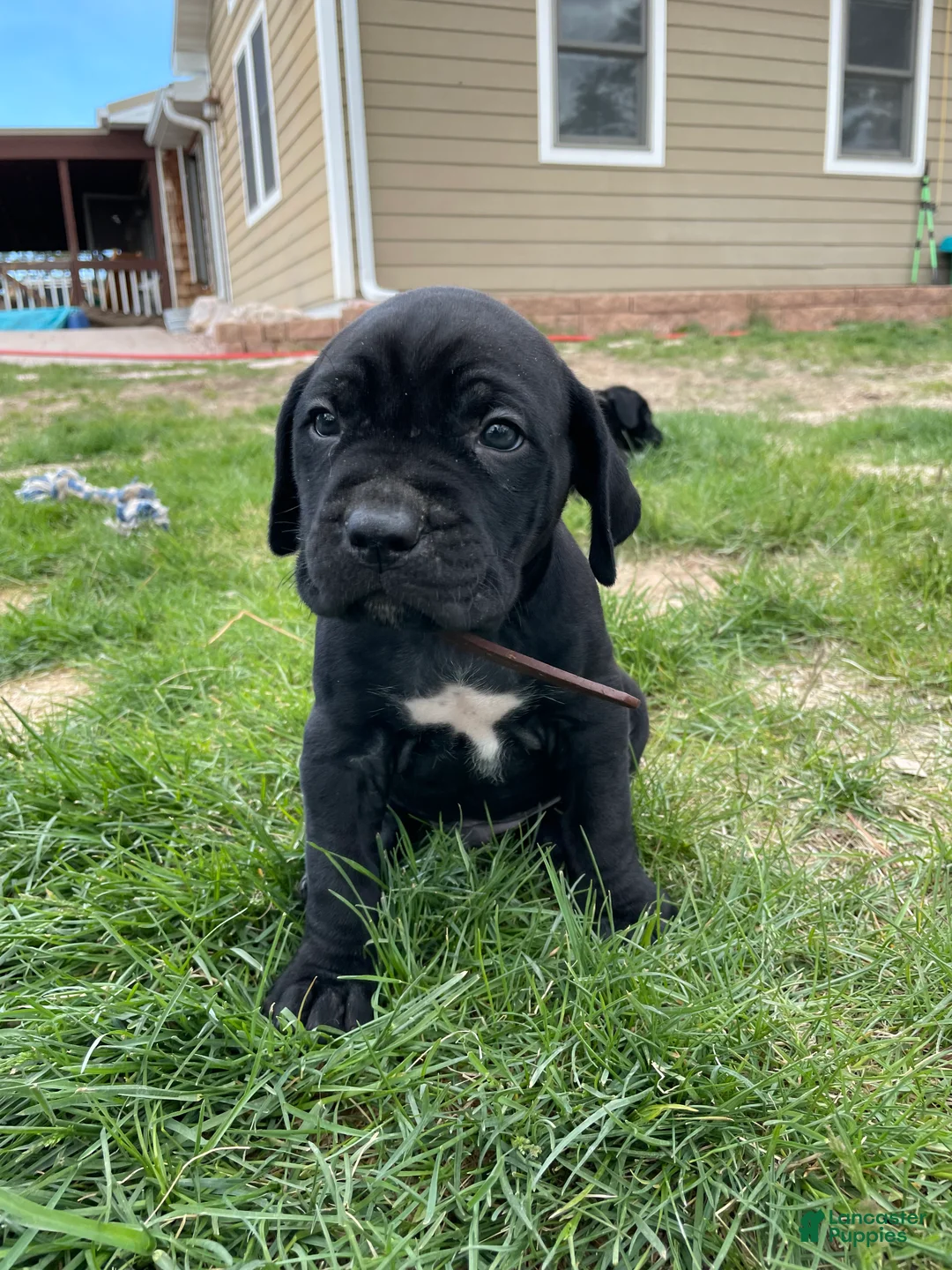 Cane Corso dogs for sale: Cane Corso Puppy 8 - Ad 1