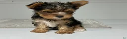 Yorkshire Terrier dogs for sale: Ruger - Ad 3