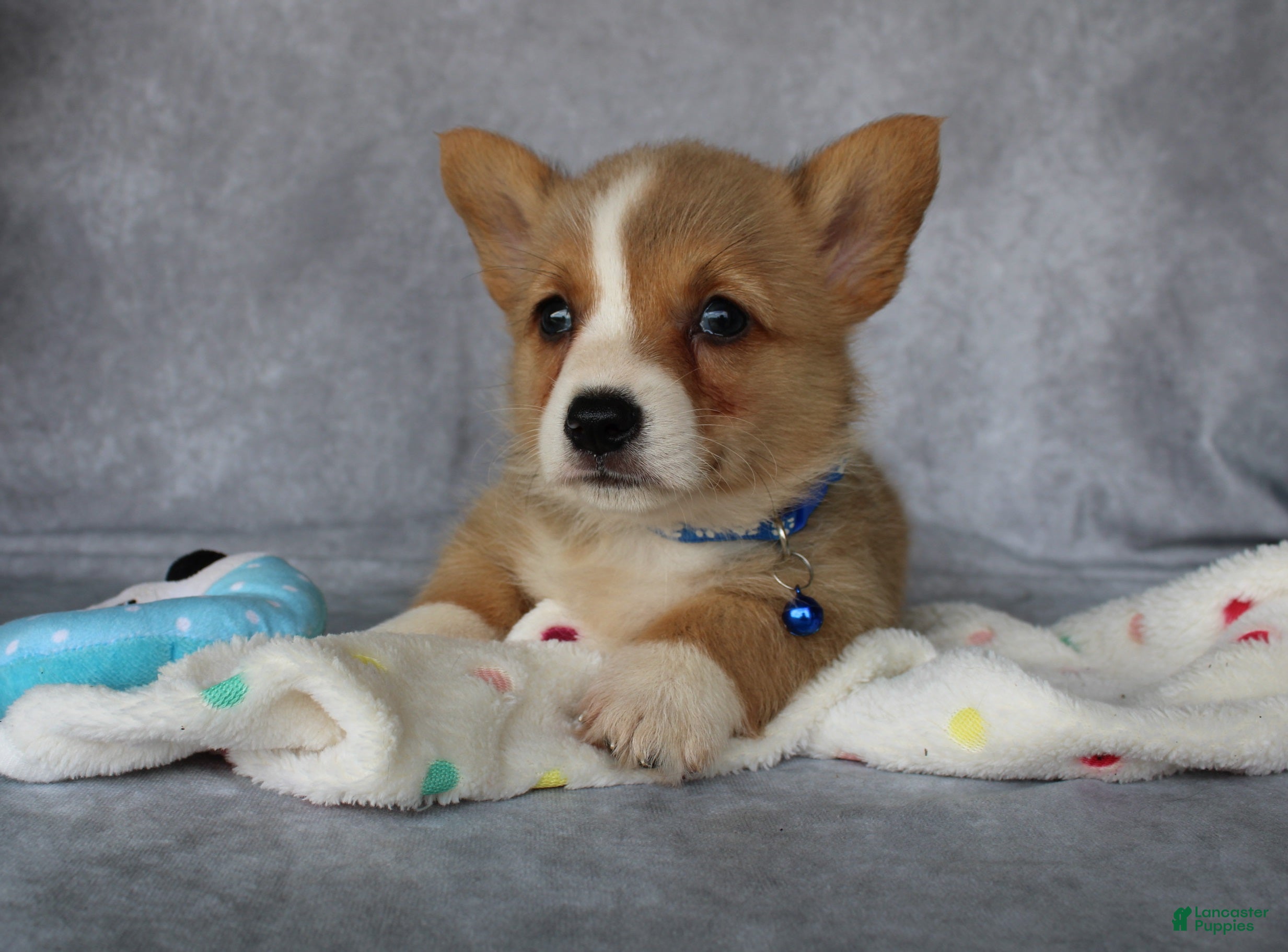 Welsh Corgi Pembroke dogs Lily - Ad 2