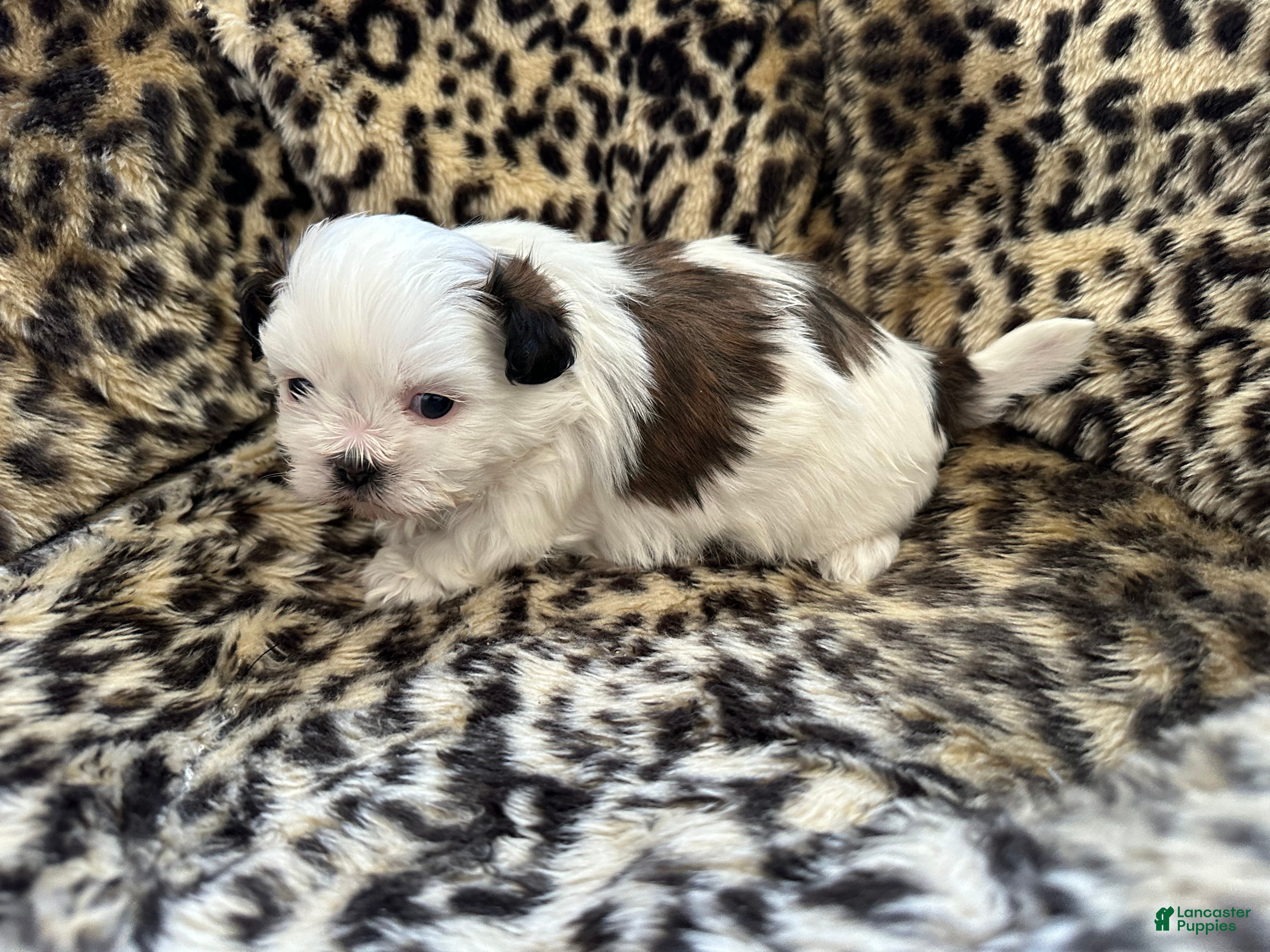 Shih Tzu dogs Shih Tzu Puppy 1 - Ad 2