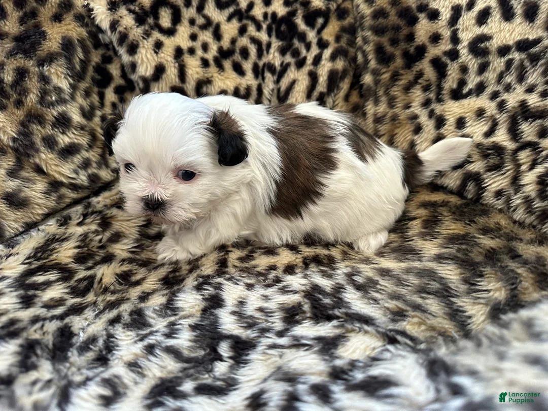 Shih Tzu dogs for sale: Shih Tzu Puppy 1 - Ad 2