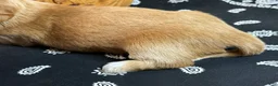 Miniature Dachshund dogs for sale: SILKY  Red/cream girl - Ad 5