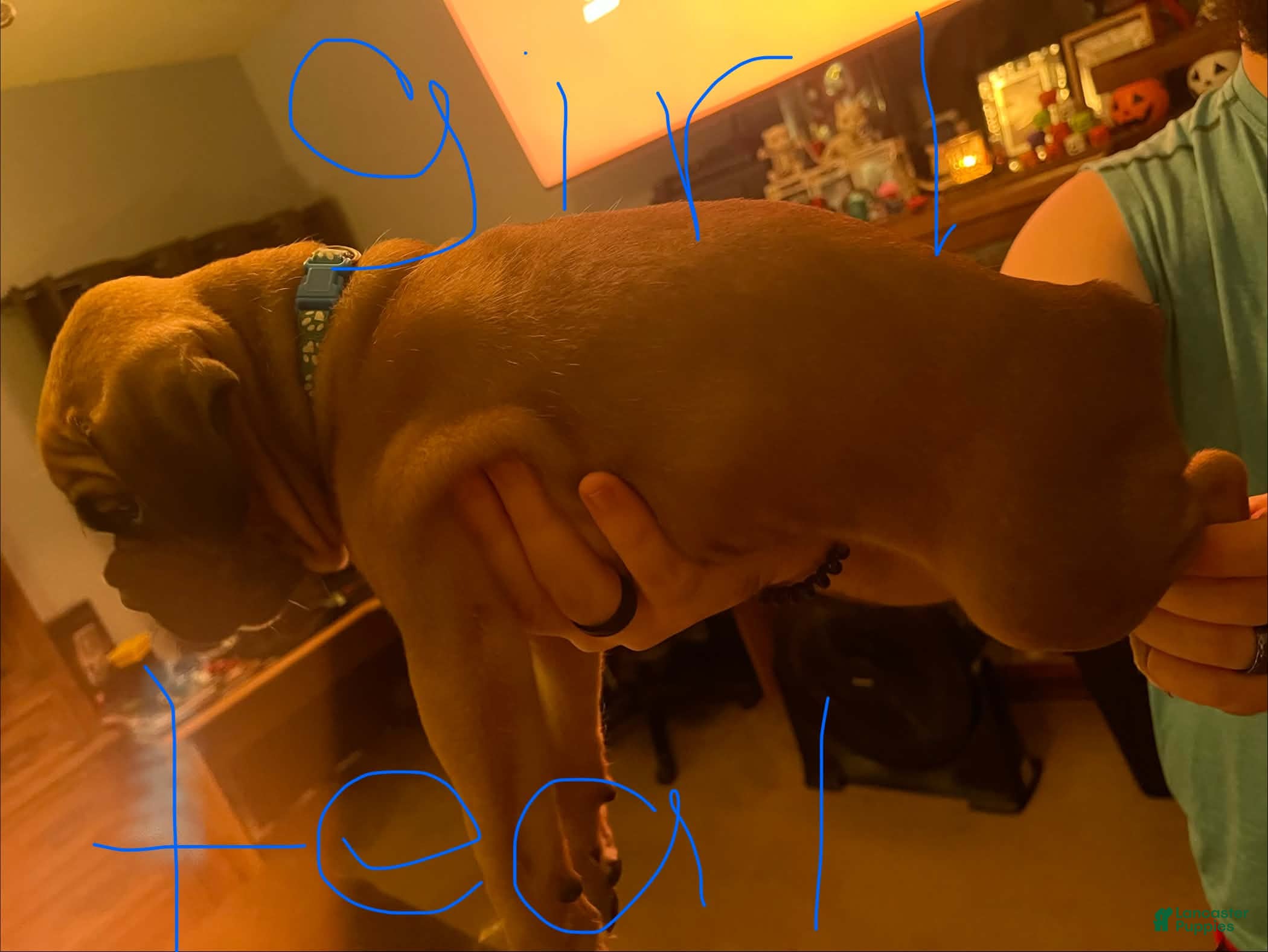 Boxer dogs Boxer 8 - Ad 16