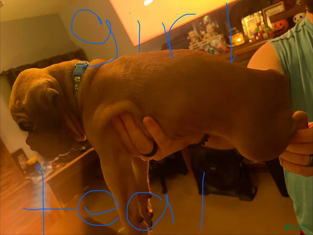 Boxer dogs for sale: Boxer 8 - Ad 1