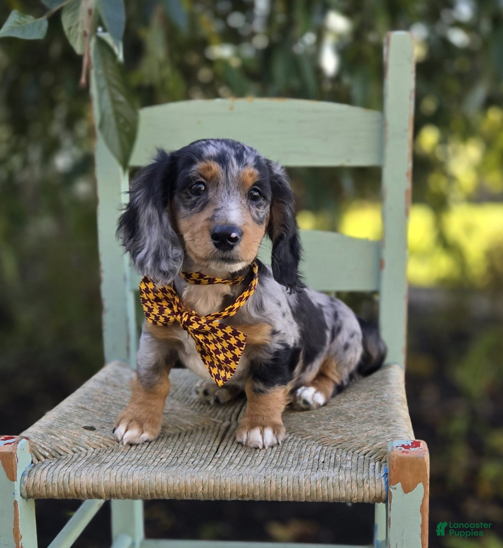 Miniature Dachshund dogs Trickster - Ad 1