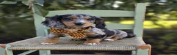 Miniature Dachshund dogs for sale: Trickster - Ad 1
