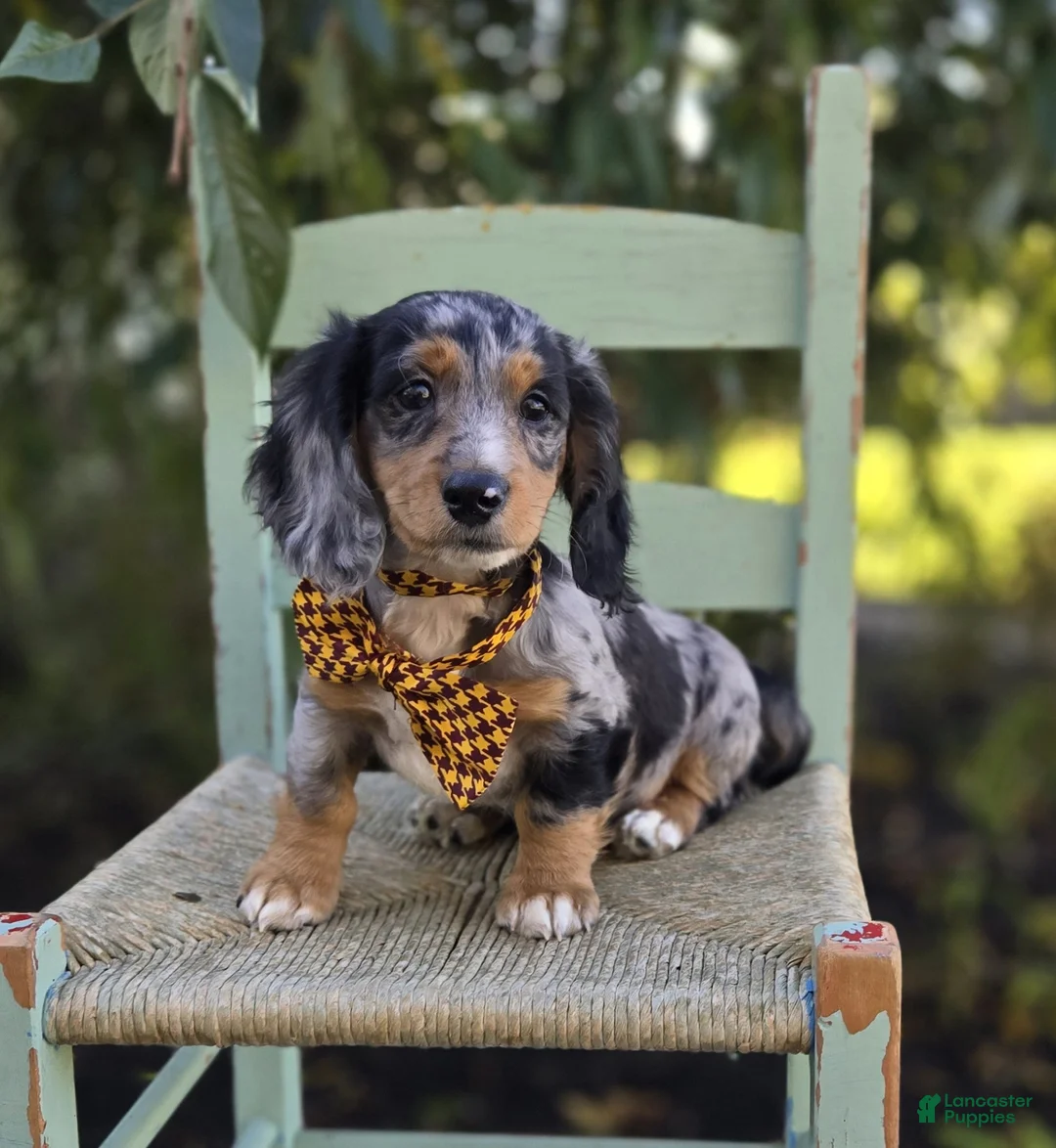 Miniature Dachshund dogs for sale: Trickster - Ad 1