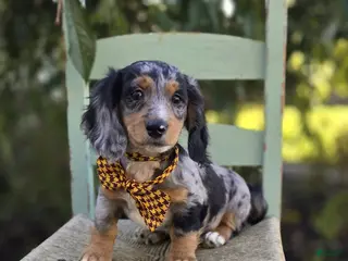 Miniature Dachshund dogs Trickster - Ad 1
