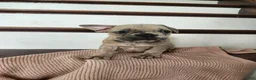 French Bulldog dogs for sale: Daisy  - Ad 4