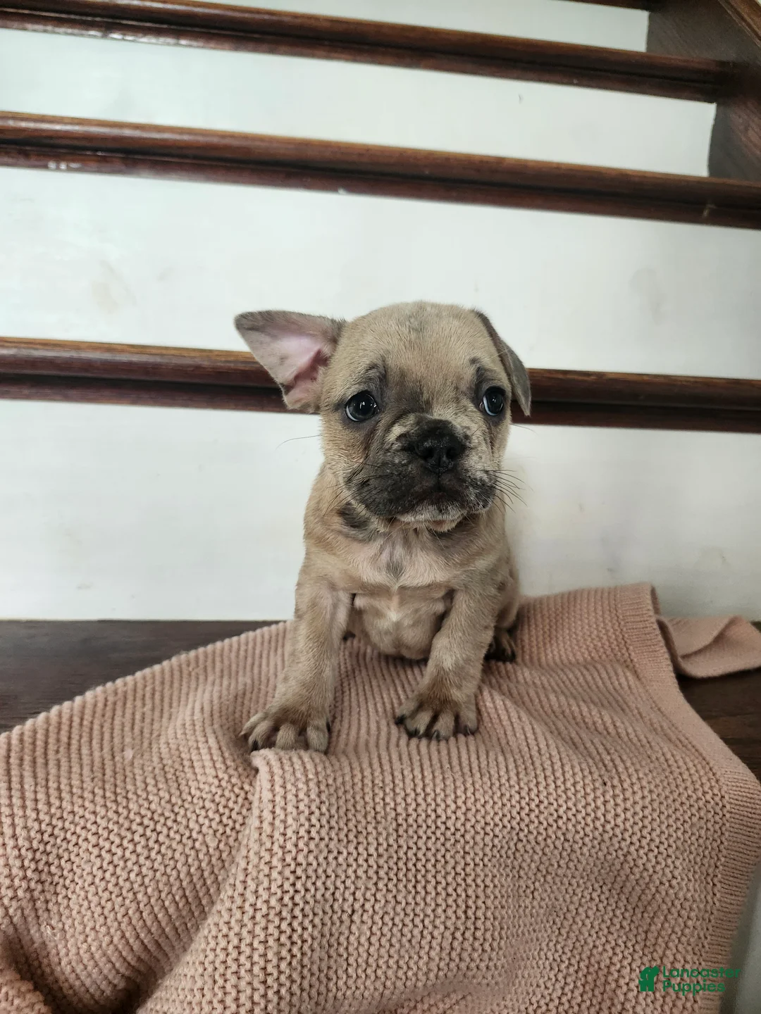 French Bulldog dogs for sale: Daisy  - Ad 4