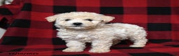 Bichpoo dogs for sale: Snowflake - Ad 2