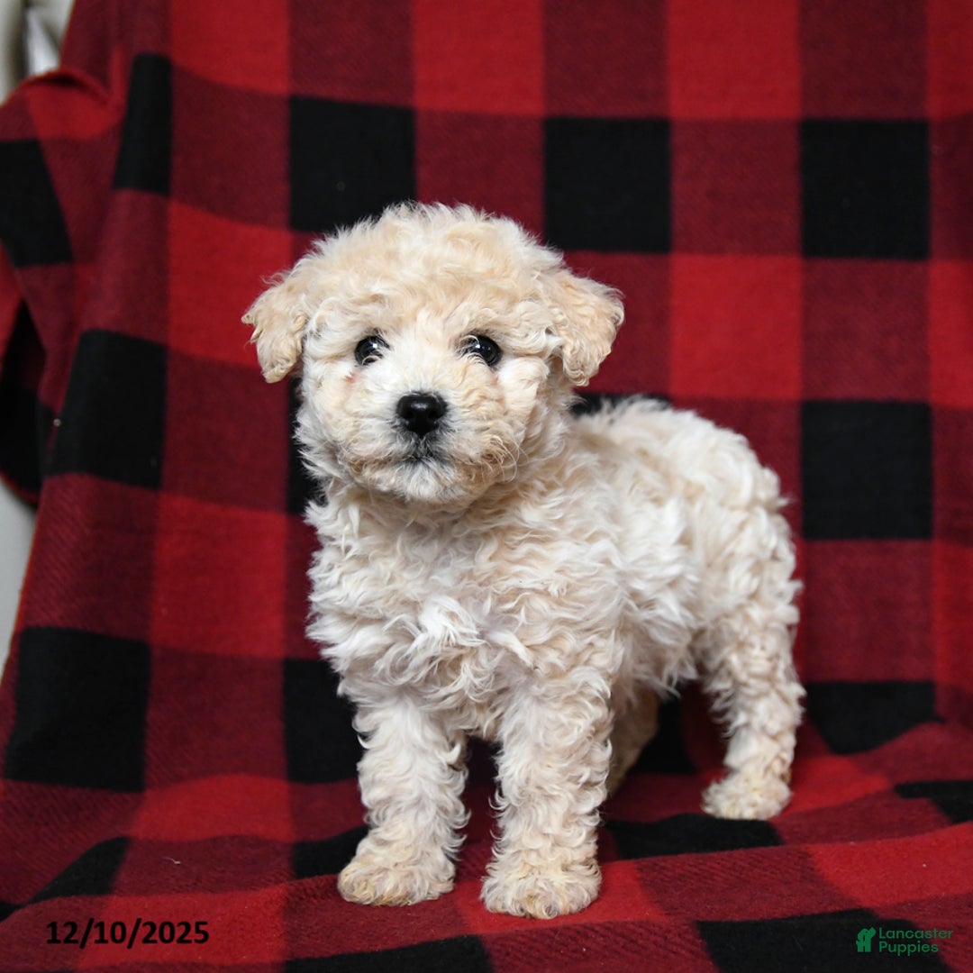 Bichpoo dogs for sale: Snowflake - Ad 2