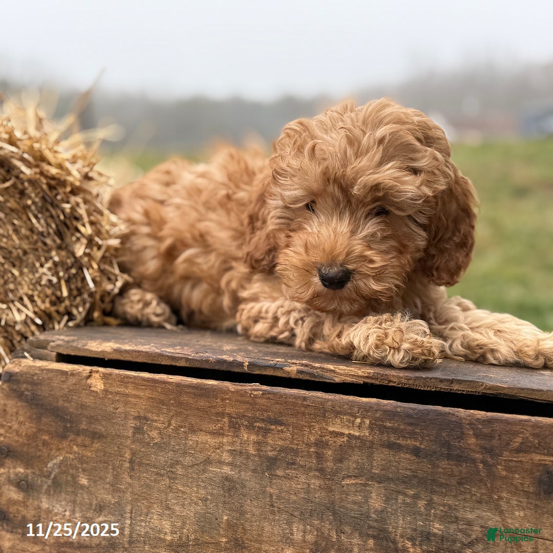 Irish Doodle dogs for sale: Frank  - Ad 3