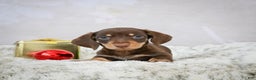 Miniature Dachshund dogs for sale: Maverick - Ad 1