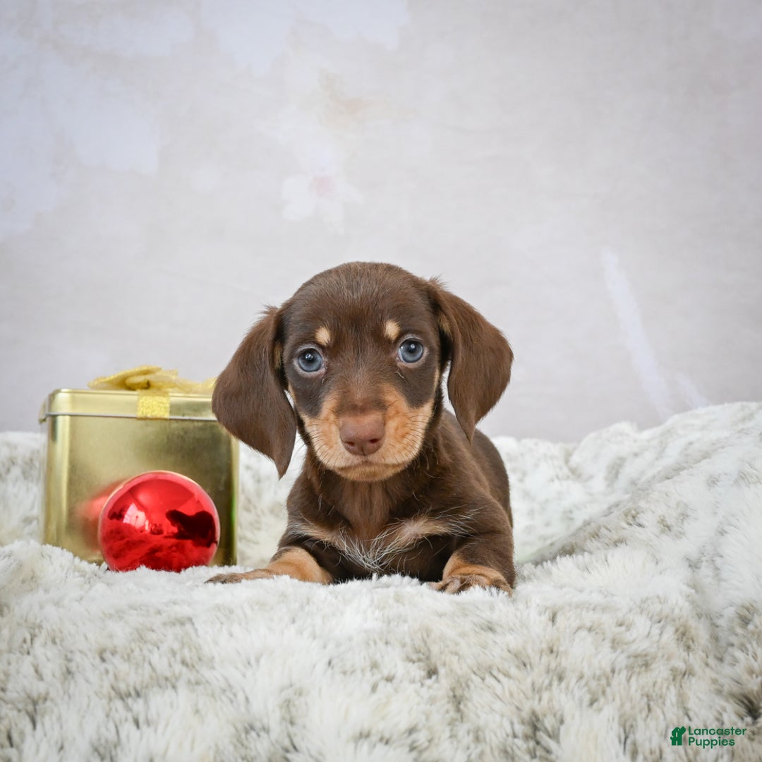 Miniature Dachshund dogs for sale: Maverick - Ad 1
