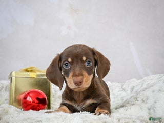 Miniature Dachshund dogs Maverick - Ad 20