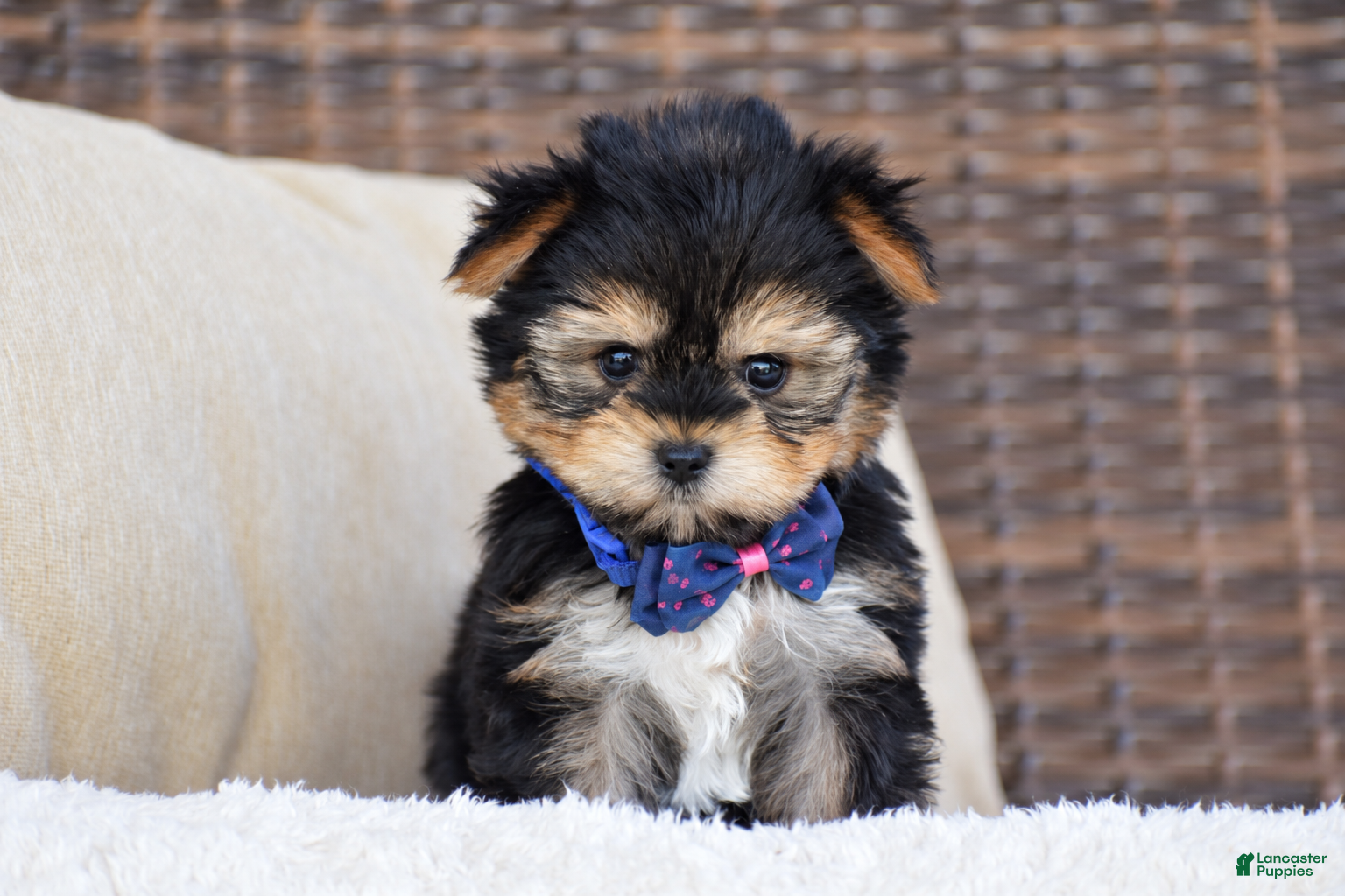Yorkshire Terrier dogs Mickey - Teacup - Ad 1