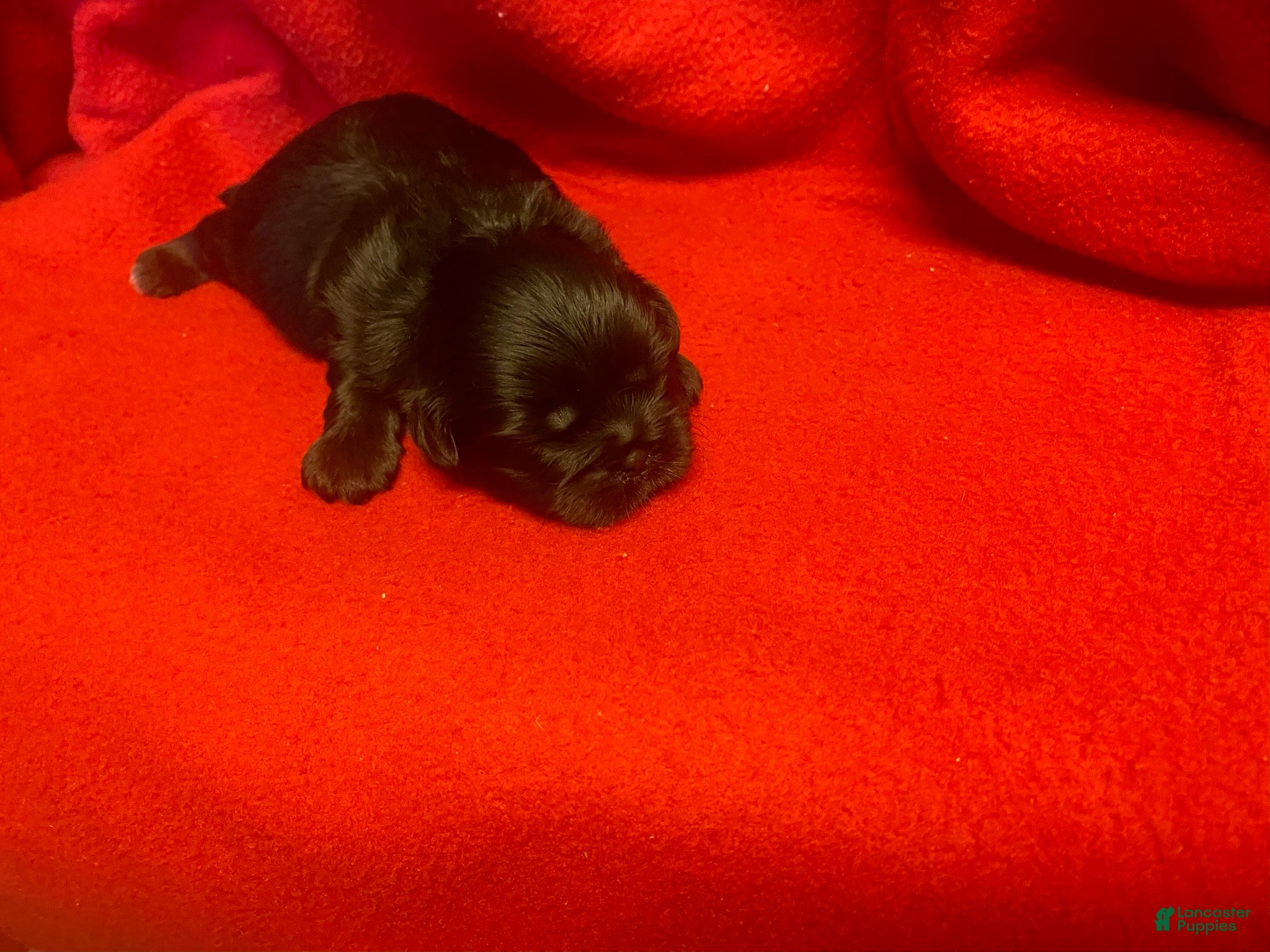 Shih Tzu dogs Baby Boy  - Ad 1