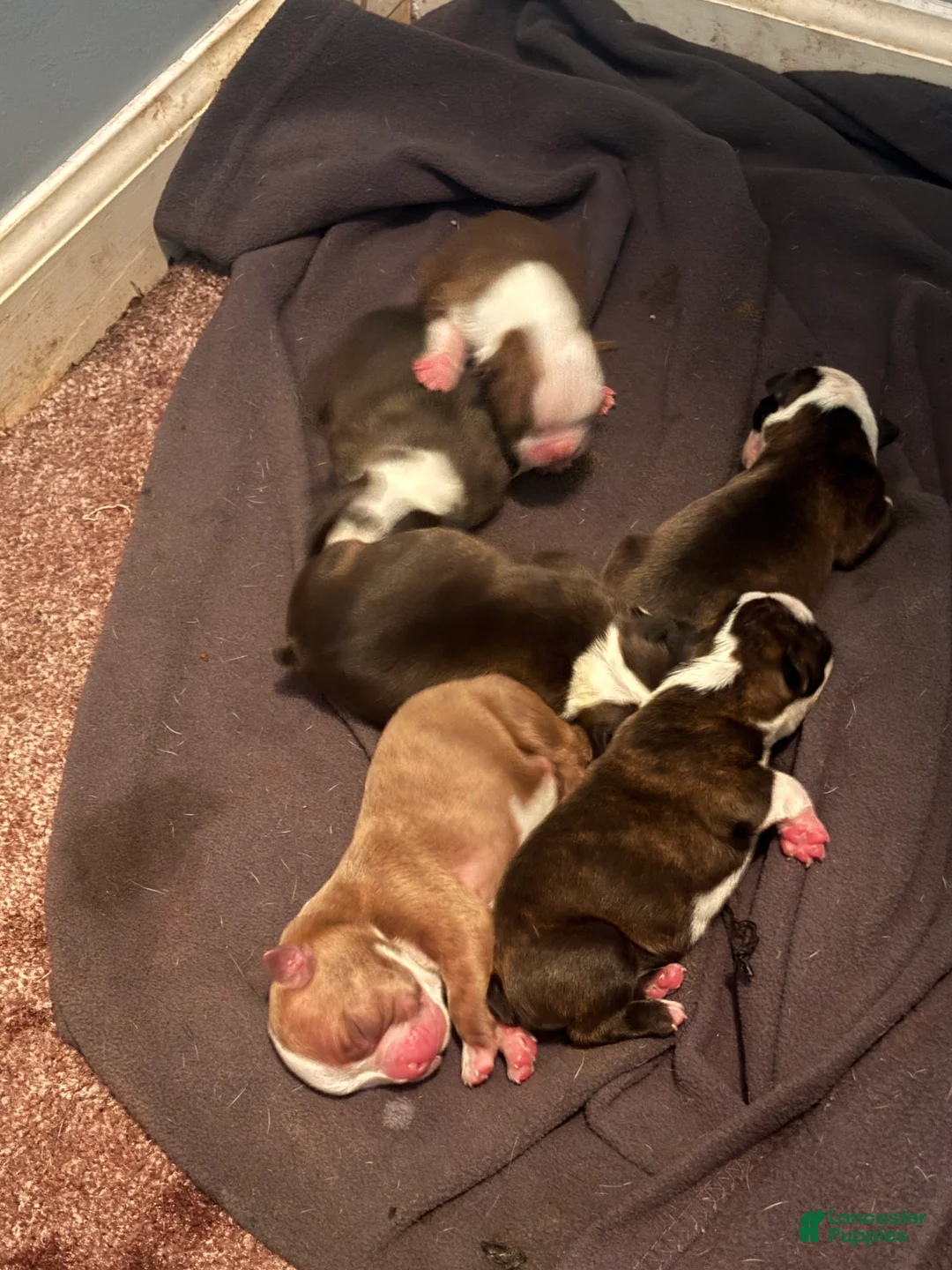 Boston Terrier dogs for sale: Boston Terrier 7 - Ad 1