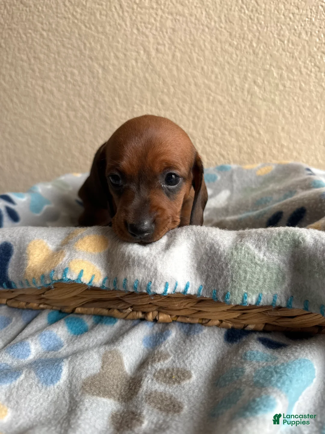 Dachshund dogs for sale: Sophie  - Ad 1