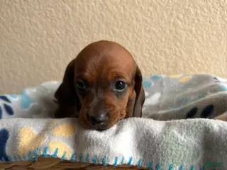 Dachshund dogs Sophie - Ad 21