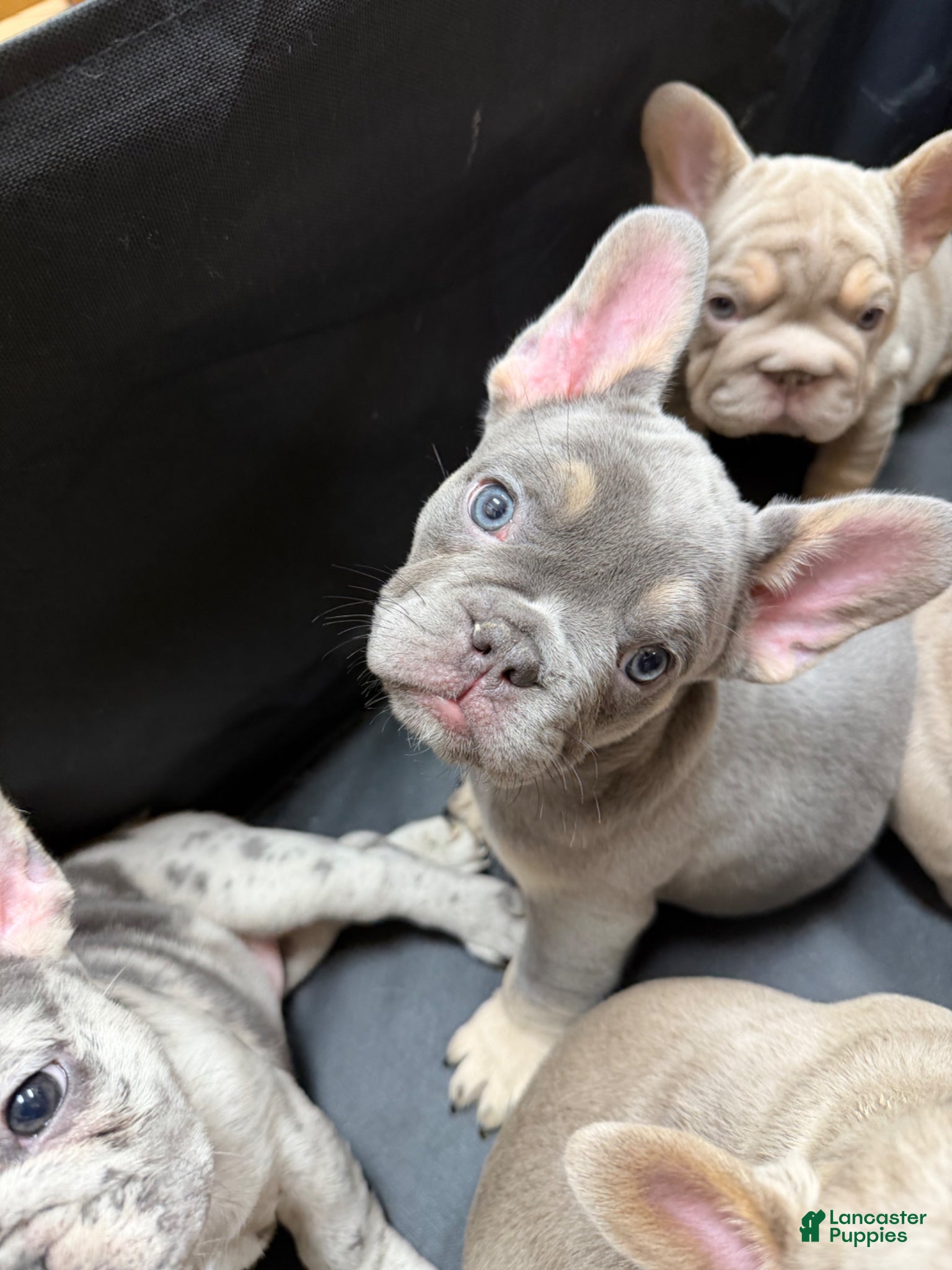 French Bulldog dogs for sale: Lilac w tan points (fluffy carrier ?) - Ad 2