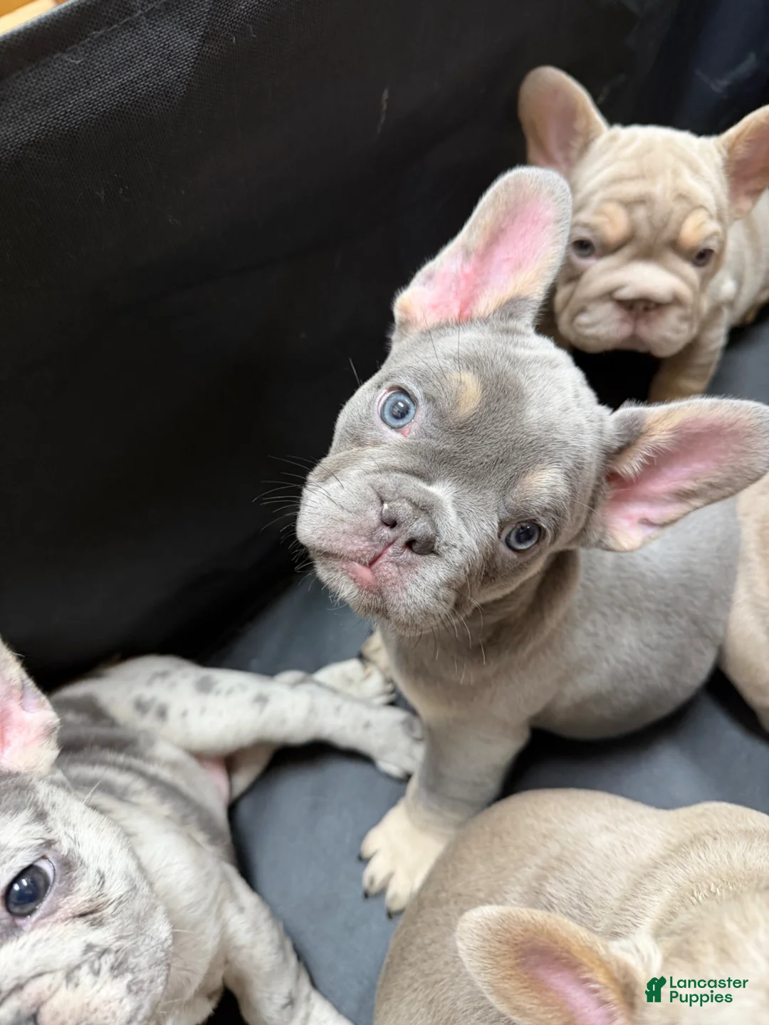French Bulldog dogs for sale: Lilac w tan points (fluffy carrier ?) - Ad 1