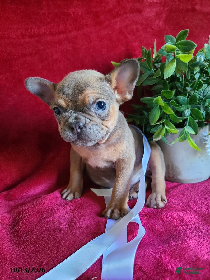 Frenchton dogs Jasper - Ad 2