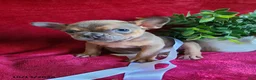 Frenchton dogs for sale: Jasper - Ad 2