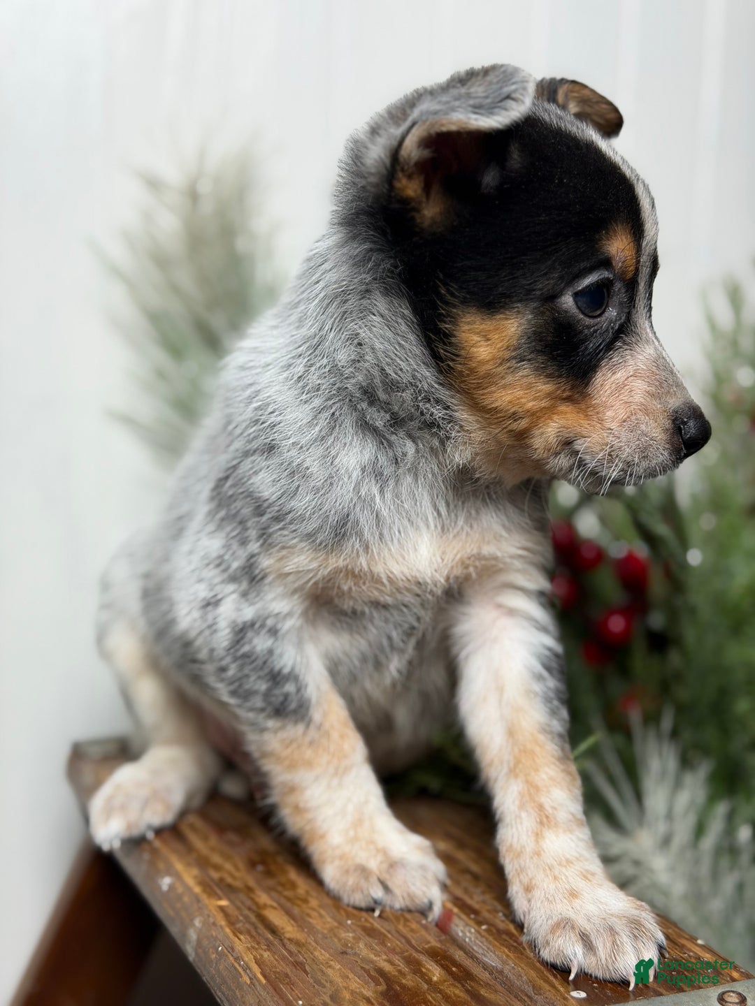 Australian Cattle Dog dogs for sale: Australian Cattle Dog Puppy 1 - Ad 2