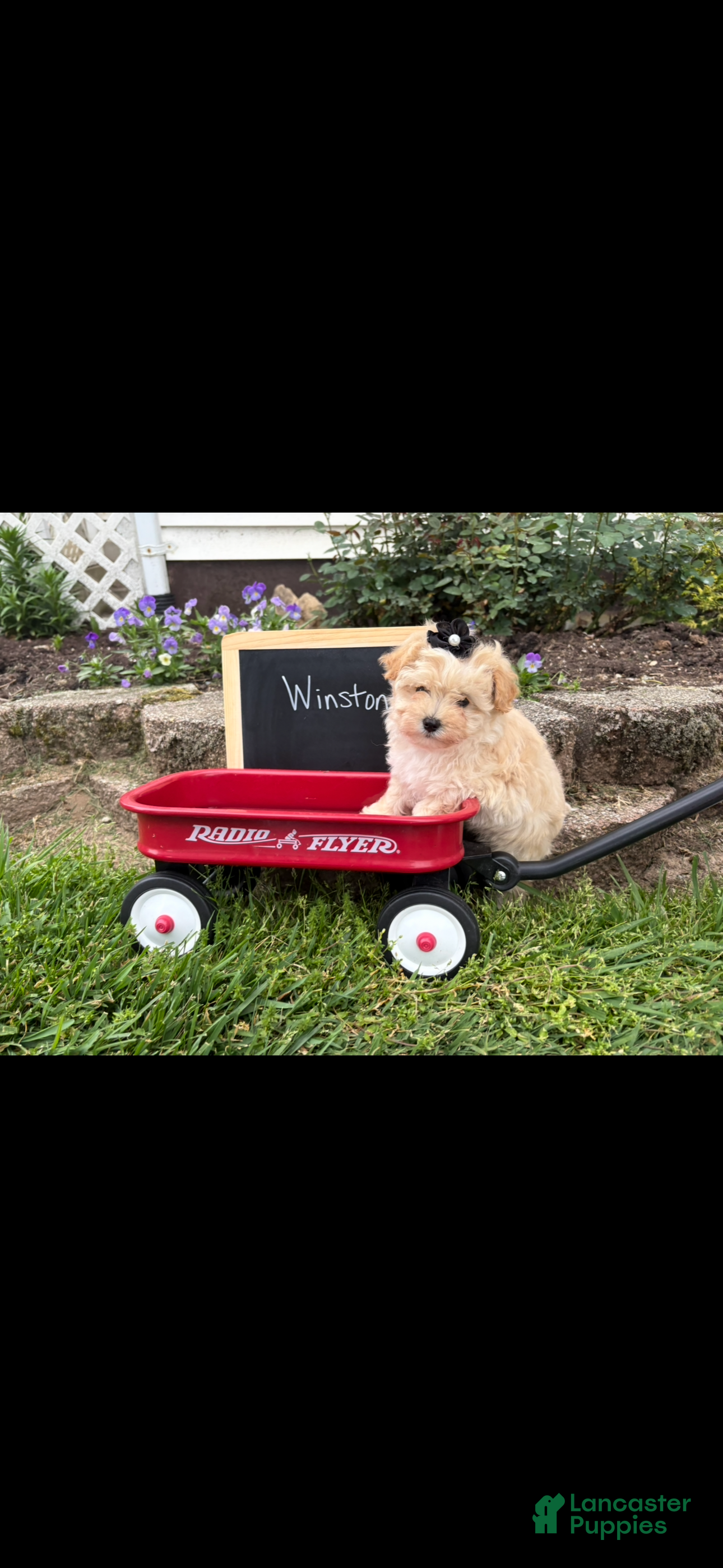 Maltipoo dogs Winston - Ad 1