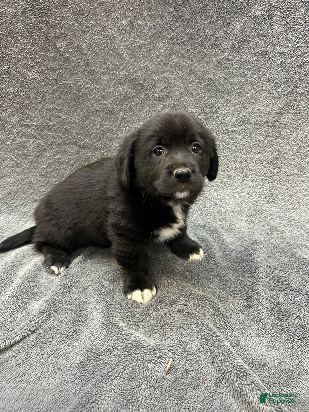 Mixed Breed dogs for sale: Mixed Breed Nala - Ad 1