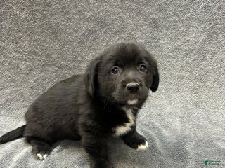 Mixed Breed dogs Mixed Breed Nala - Ad 26