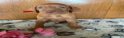 Vizsla dogs for sale: Victor - Ad 4