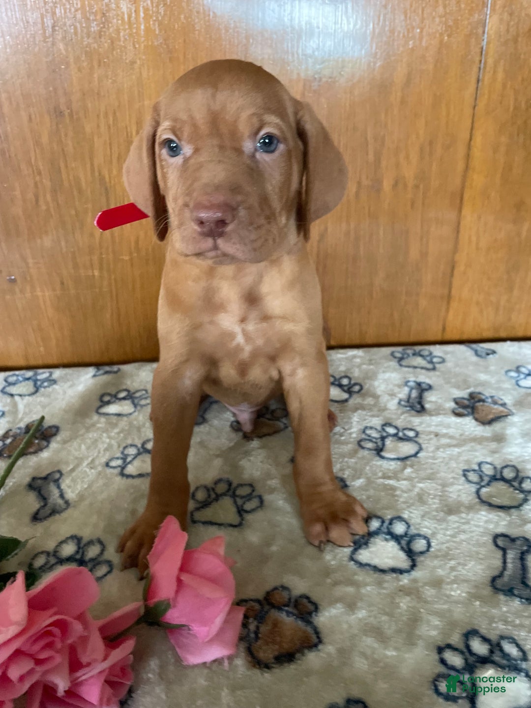 Vizsla dogs for sale: Victor - Ad 4