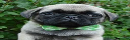 Pug dogs for sale: Pearl - Ad 11