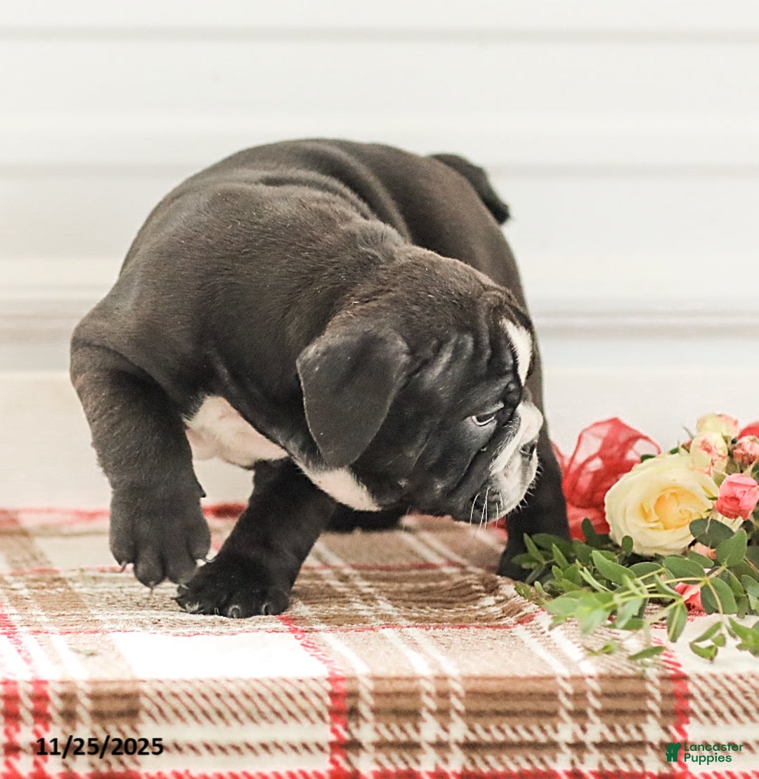 English Bulldog dogs for sale: Randy - Ad 12