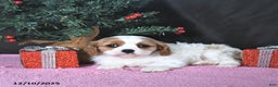 Cavalier King Charles Spaniel dogs for sale: Ava CHAMPION BLOODLINES - Ad 2