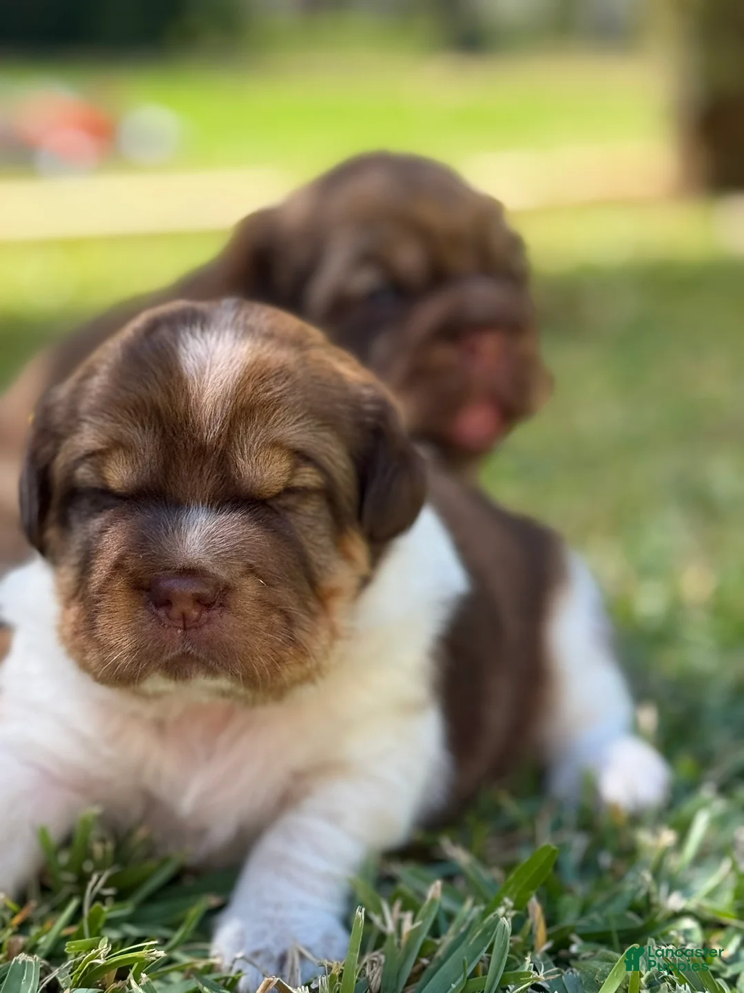 Mini Hippo dogs for sale: Mini Hippo - Avena - Ad 3