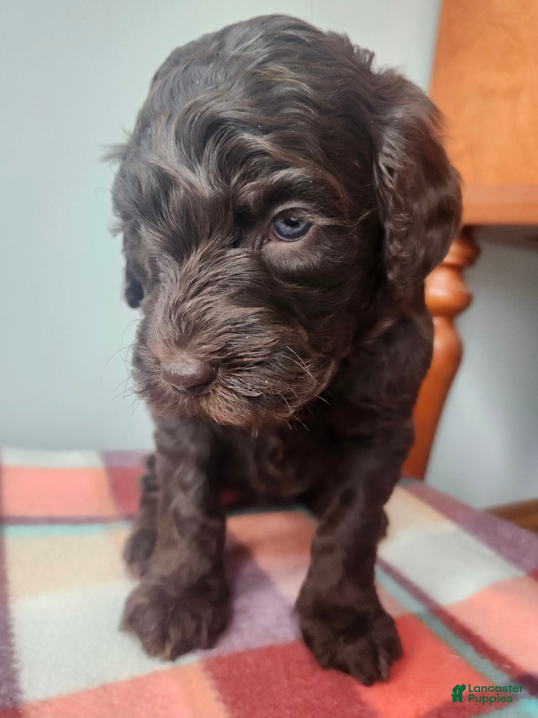 Labradoodle dogs for sale: Holly - Ad 9