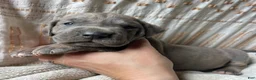Great Dane dogs for sale: Lorenzo - Ad 2