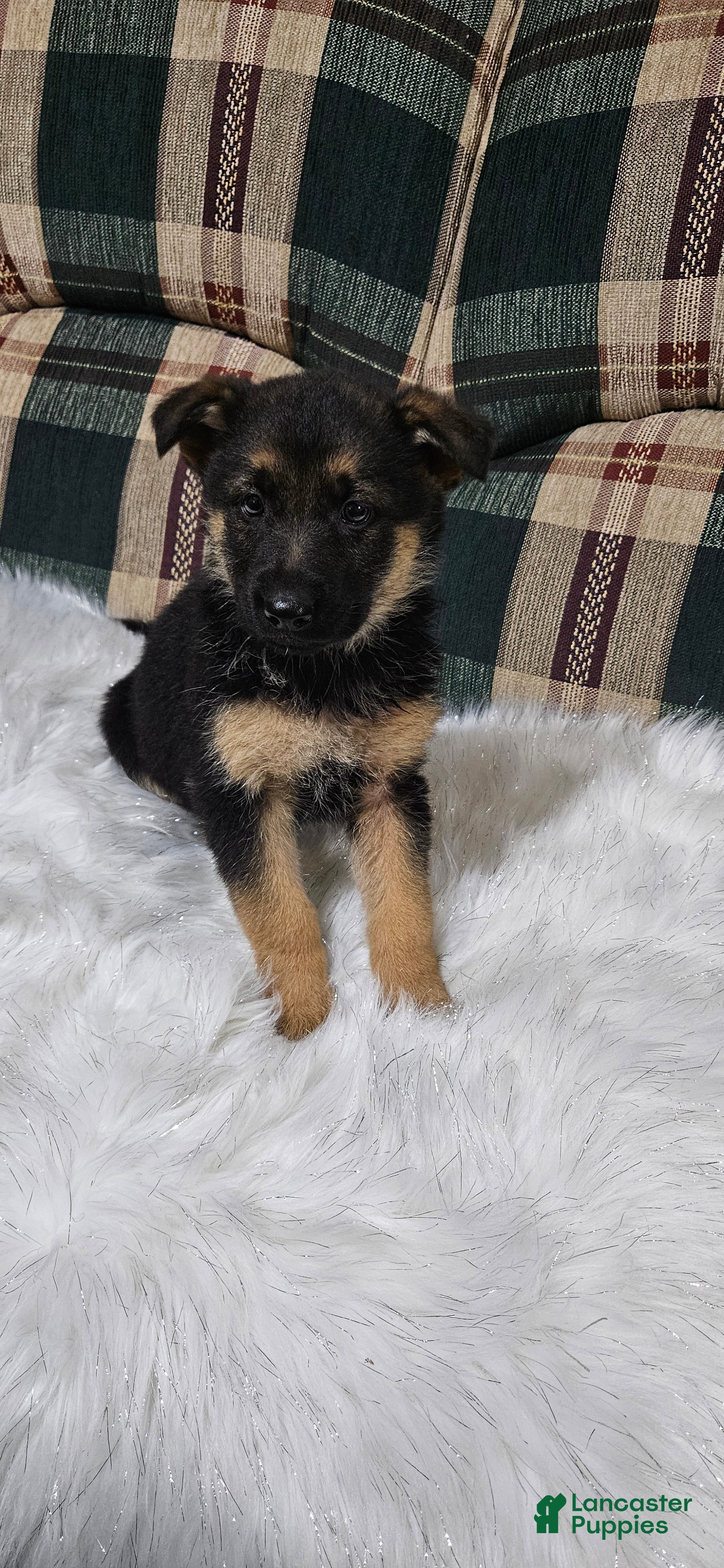 German Shepherd dogs Bella - Ad 29