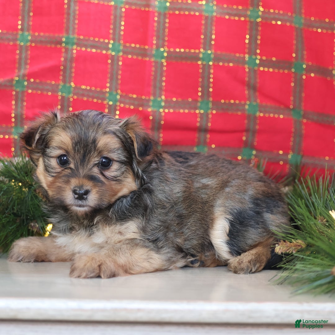 Mixed Breed dogs for sale: Pretzel  - Ad 6